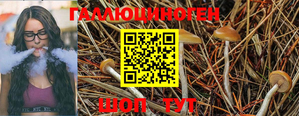 Псилоцибиновые грибы Psilocybe Холмск